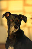 Fototapeta Konie - Portrait von einem  schwarzen Hund vor beiger Wand