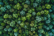 © MalamboBot/Peopleimages - AI - Drone view, environment or sustainability mockup of forrest for background, wallpaper and design. Green beauty, lush and natural backdrop with copyspace for ecology, eco friendly or carbon footprint
