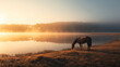 A horse grazing on the shore of a lake in the morning fog
