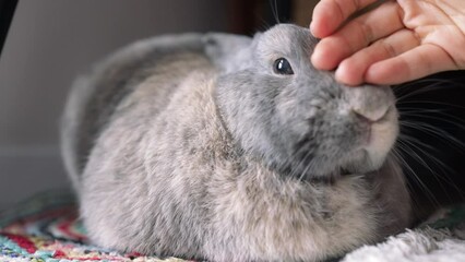 Wall Mural - girl's hand is stroking a grey rabbit by the window. The animal moves its nose, twitches its whiskers. The love of pets and their owners. Close-up.