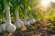 Growing garlic harvest and producing vegetables cultivation. Concept of small eco green business organic farming gardening and healthy food.