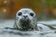 portrait of a seal looking out of the water