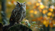 Great Horned Owl Portrait in the wild