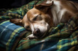 Young dog terrier sleeping on a checkered knitted plaid on the bed. Small hound beagle dog sleeping snuggly and warm on a green blue wool blanket. Cozy ambience at home