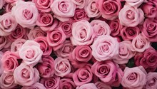 Pink Roses Background, Floral Background Template