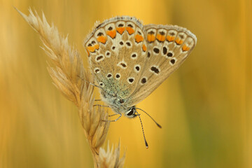 Closeup on a colorful Icarus blue butterfly, Polyommatus icarus in the vegetation with closed wings