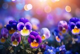 Fototapeta Kwiaty - Vibrant cluster of pansies with a bokeh background.