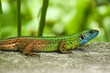 Portrait of a male European green lizard (Lacerta viridis). Selective focus.