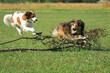 Zwei Hunde in Action auf der Wiese