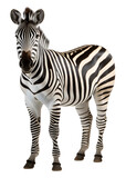 Fototapeta  - close up portrait of zebra animal on transparent background, generative ai