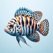 african cichlid fish