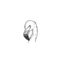 Poster - Sketch of a flamingo head isolated on white background