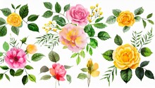 Set Watercolor Arrangements With Garden Roses Collection Pink Yellow Flowers Leaves Branches Botanic Illustration Isolated On White Background