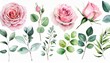 set watercolor elements of pink roses collection garden flowers leaves branches botanic illustration eucalyptus wedding floral design