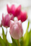 Fototapeta Tulipany - Tulips pink. A pair of pink tulips in a gentle embrace. A spring blurring background with bright tulips vertically . Macro. Tulipa. Liliaceae Family. Copy space