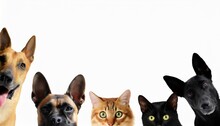 Cute Different Dogs And Cats Peeking On Isolated White Background With Copy Space Blank For Text Ads And Graphic Design