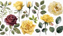 Set Watercolor Elements Of Roses Collection Garden Yellow Burgundy Flowers Leaves Branches Botanic Illustration Isolated On White Background