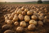 Fototapeta Do akwarium - Potato crop in the field