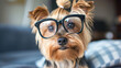 A funny Yorkie caught in a candid moment, wearing an amusing wig and oversized glasses, creating a laugh-out-loud scene that showcases the endearing goofiness of our furry friends.