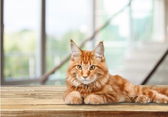 Wall Mural - Portrait of a cute domestic kitten posing