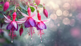 Fototapeta Kwiaty - Piękne kwiaty fuksji, dekoracja karta, generative ai