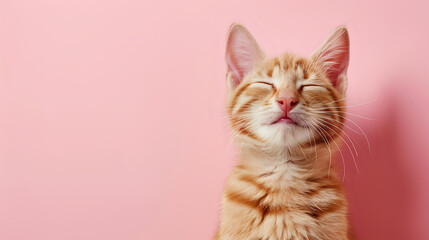 Wall Mural - kitty portrait on pink background