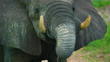 Close Up Of Tusk And Trunk Of An Elephant Drinking Water, Standing In A River, Looking At The Camera, South Africa Wildlife. 