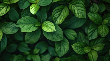 Poster - Green leaves background