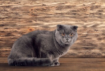 Canvas Print - beautiful young domestic cat posing at home