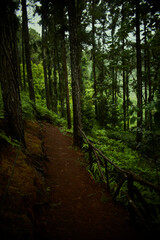 Fototapeta jungle trail