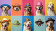 © Kateryna Arkhypova - A series of images showcasing a Labrador Retriever's playful reaction to trying on various silly hats and accessories. The candid moments capture the dog's humorous expressions and