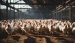 hundreds of chickens in the chicken farm
