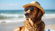 Chill Dog Wearing Hat and Sunglasses on Sandy Shore Beach by the Ocean