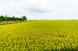 Rice field in Dong Thap province, Mekong Delta, Vietnam. It is famous and named as 