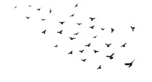 Sketch Silhouette Of A Flock Of Flying Black Birds, Takeoff, Flying, Flight, Flutter, Fly, Hover, Soar, Landing, Isolated Vector
