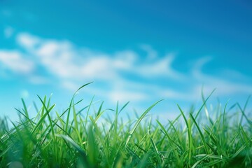  Serene Green Grass Field Under a Blue Sky