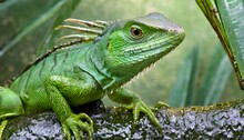 Green Iguana In Tropical Jungle Close Up. 