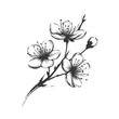 Sakura blossom illustration. Black and white, sakura, apple tree branch, hand draw doodle vector illustration. Cute black ink art, isolated on white background. Realistic floral bloom sketch.