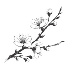 Sakura Blossom Illustration. Black And White, Sakura, Apple Tree Branch, Hand Draw Doodle Vector Illustration. Cute Black Ink Art, Isolated On White Background. Realistic Floral Bloom Sketch.
