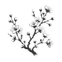 Wall Mural - Sakura blossom illustration. Black and white, sakura, apple tree branch, hand draw doodle vector illustration. Cute black ink art, isolated on white background. Realistic floral bloom sketch.