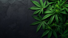 Green Leaves Of Technical Hemp Lie On A Black Modern Background. Green Background Of Leaves. Close-up Young Hemp. Green Cannabis Leaves, Marijuana Leaves. Medicinal Indica With CBD.