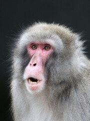 Poster - Japanese Macaque (Macaca Fuscata)