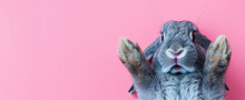 Cute Grey Rabbit Lying On Back On Pink Background, Fluffy Ears, Playful Posture, Animal Antics, Bunny Paws Up, Adorable Pet, Whiskers Detail, Comical Position, Close-up Shot, Space For Text.