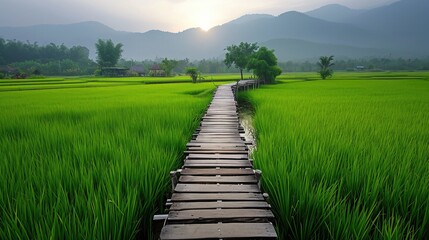 Wall Mural - Landscape with rice fields and wooden bridges makes you feel fresh and bright.