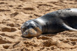 Monk Seals on Poipu Beach
