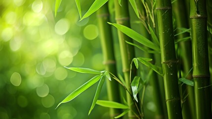  Close Up of Sunlit Bamboo Forest with Fresh Green Leaves