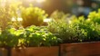 Closeup of a thriving rooftop herb garden, with rows of fragrant basil, thyme, and rosemary plants basking in the sun.