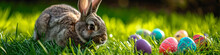 Fluffy Easter Bunny Sitting In Grass With Colored Easter Eggs, Easter Postcard Idea