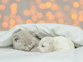 Wall Mural - Tiny Lapdog puppy lying with cute kitten under warm blanket on the bed at home on festive background