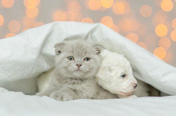 Wall Mural - Tiny Lapdog puppy lying with cute kitten under warm blanket on the bed at home on festive background